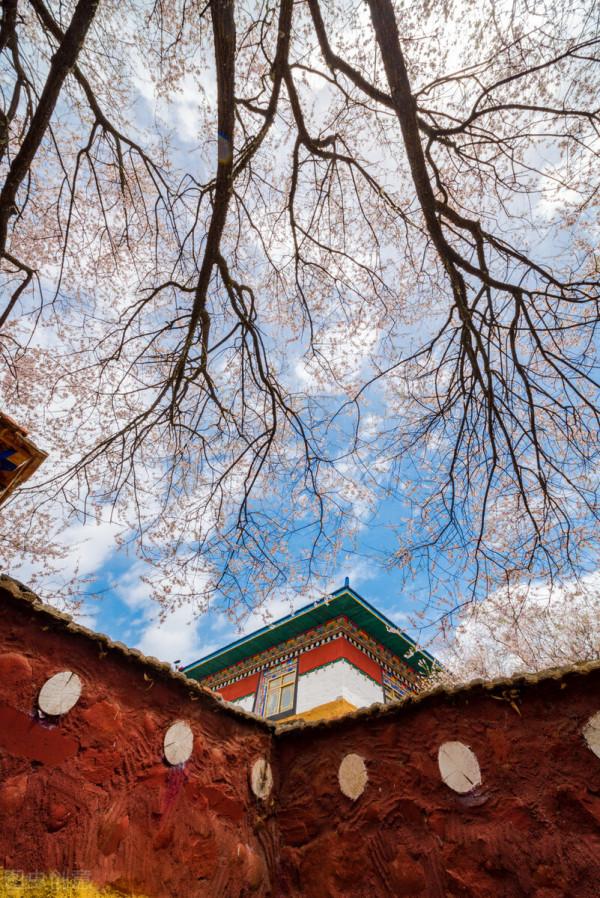 一省一秋!各省秋色“當紅”代言人,你的家鄉上榜了嗎? 一省一秋!各省秋色“當紅”代言人,你的家鄉上榜了嗎?