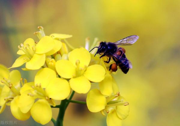 為什麼春天容易走人？立春後怎樣養生，吃點什麼？答案都在這裡