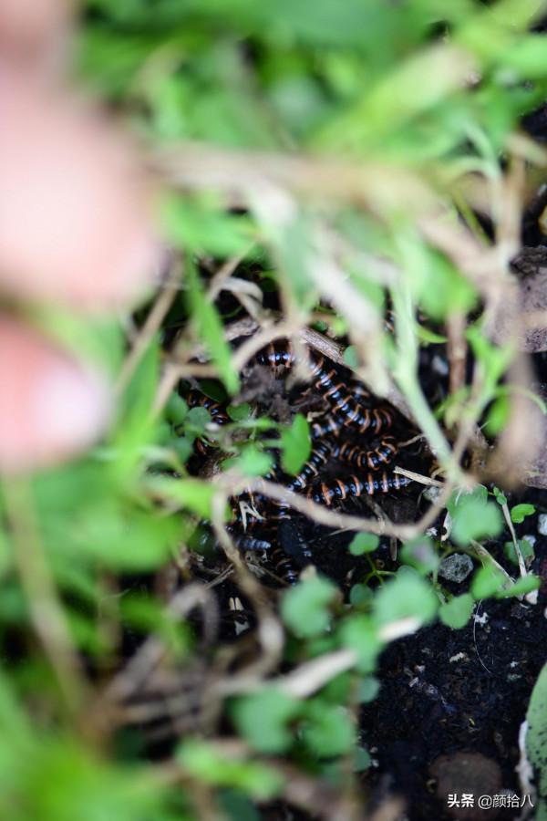 趕盡殺絕,花園裡最痛恨的蟲子 | 園丁 趕盡殺絕,花園裡最痛恨的蟲子 | 園丁