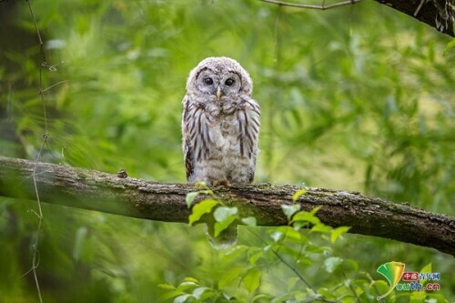 貓頭鷹頭頂展翅 酷似戴著羽毛帽 貓頭鷹頭頂展翅 酷似戴著羽毛帽