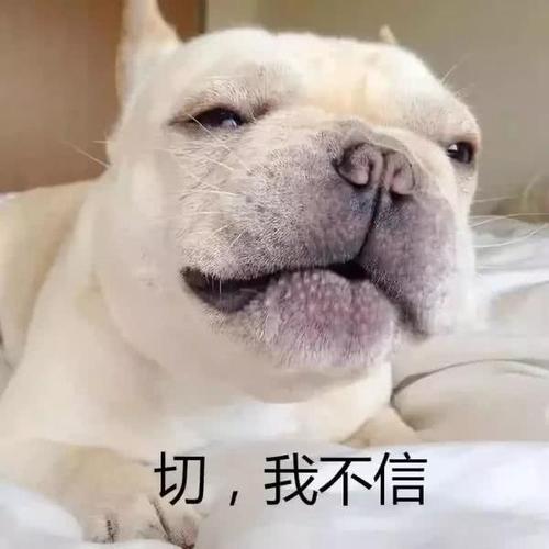 為什麼越來越少人養法鬥？網友：養了就想換狗了