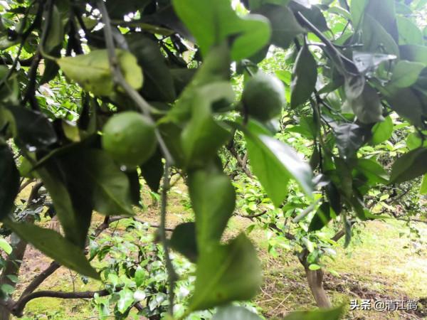 黃龍病樹該如何處理?看完這";4點關鍵";內容,你就知道怎麼做了 黃龍病樹該如何處理?看完這";4點關鍵";內容,你就知道怎麼做了