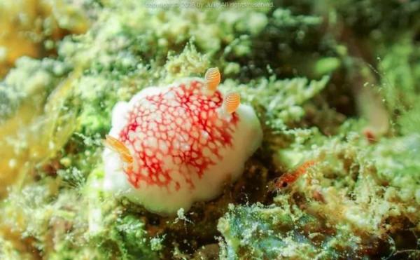 可愛呆萌的海兔，美出天際的海兔——海兔大全