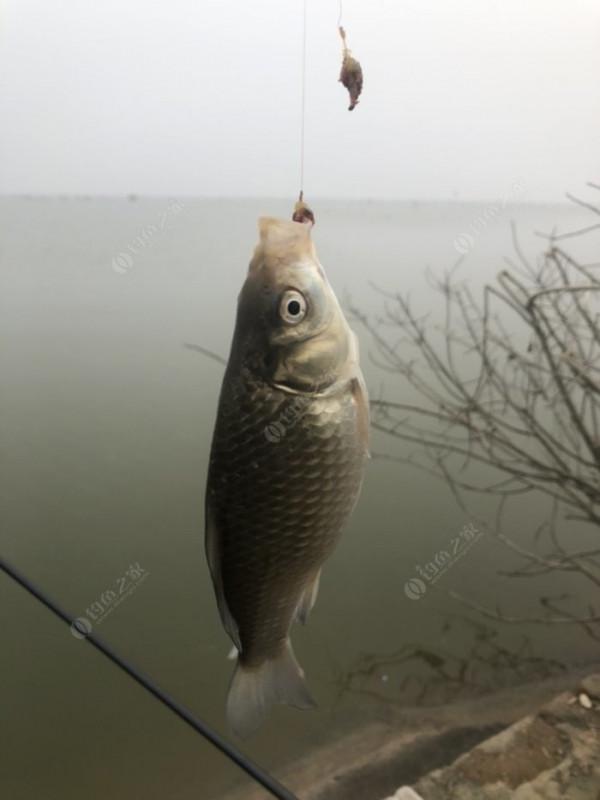 2021垂釣日誌之80，成子湖釣大水面沒想到魚口這麼瘋