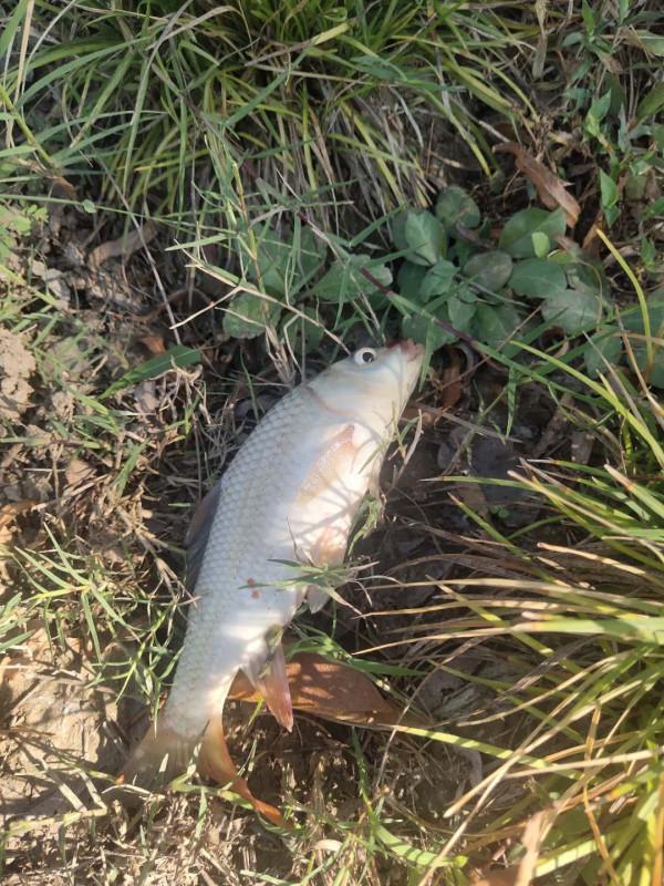 秋釣第四站:打卡寧波慈溪伏龍山下伏龍河 秋釣第四站:打卡寧波慈溪伏龍山下伏龍河