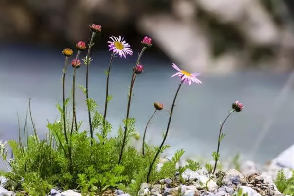 因多肉遇見滿滿的愛和美好，有多肉相伴，歲月生香