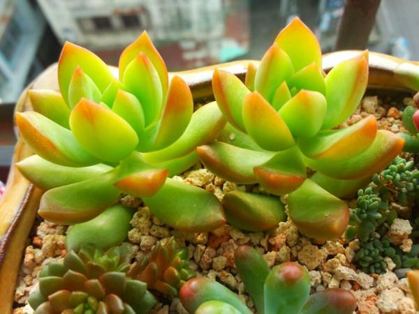 夏季像綠菜，冬季卻很美的4種多肉，出狀態後，個個美得像仙子