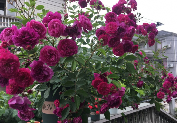 園藝小白入門,甭錯過這些施肥問題 園藝小白入門,甭錯過這些施肥問題