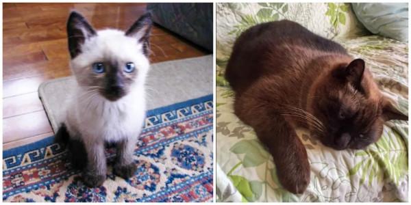 養暹羅就像在拆盲盒，拆著拆著…意外就發生了