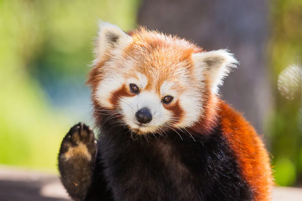 人家可是真·熊貓,別再叫它“乾脆面”! 人家可是真·熊貓,別再叫它“乾脆面”!