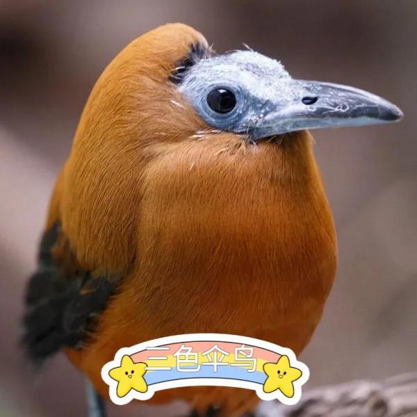 大家好，我是來自亞馬遜的小禿禿