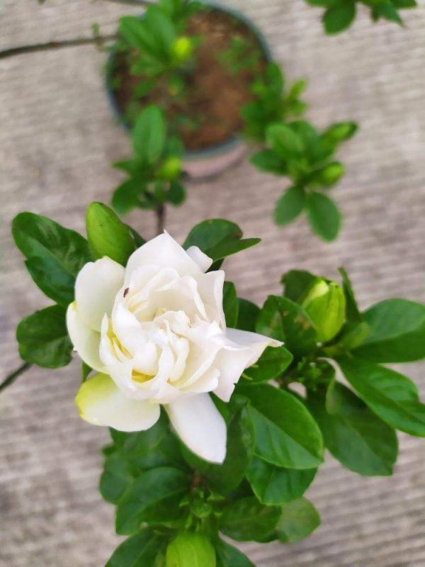 8種特難養的花，動不動就黃葉、生蟲，養好了算我輸