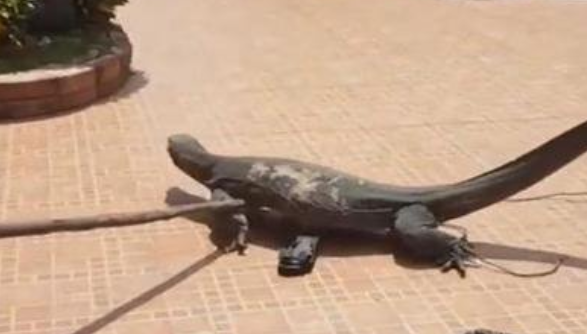 汽車引擎驚現大蜥蜴，車主當場嚇暈，網友：還好人沒事