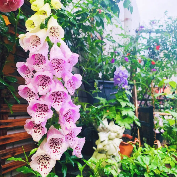 她改造的54㎡露臺花園，一個可在花叢中漫步的秘境，美不勝收