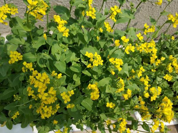 今天開始當媽媽-順產與剖腹產 今天開始當媽媽-順產與剖腹產