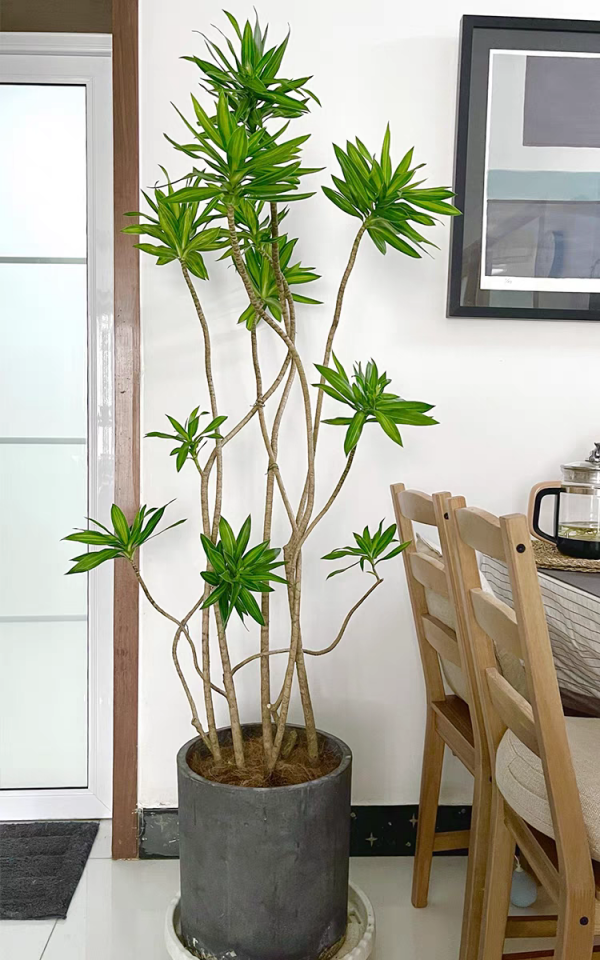 1種花俗稱“搖錢樹”,滿盆長滿小元寶,大吉大利,好看吉祥 1種花俗稱“搖錢樹”,滿盆長滿小元寶,大吉大利,好看吉祥