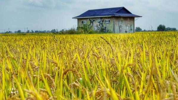 瀋陽稻夢空間堪稱“世界之最”，買門票還送大米，假期你會去嗎？