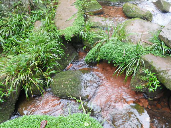 石菖蒲的價值，石菖蒲種植前景