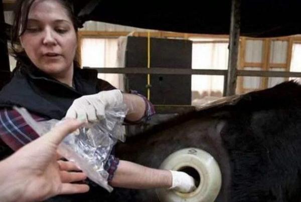 為什麼要在牛身上開個洞，還經常伸手進去掏，難道它們不會痛嗎？