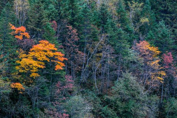 東北菜量太大大大了！東北菜量有多大，東北人就有多實在