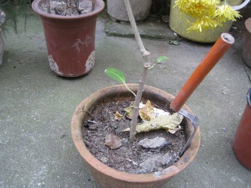 如果你的花盆，出現了這三個訊號，就去換盆