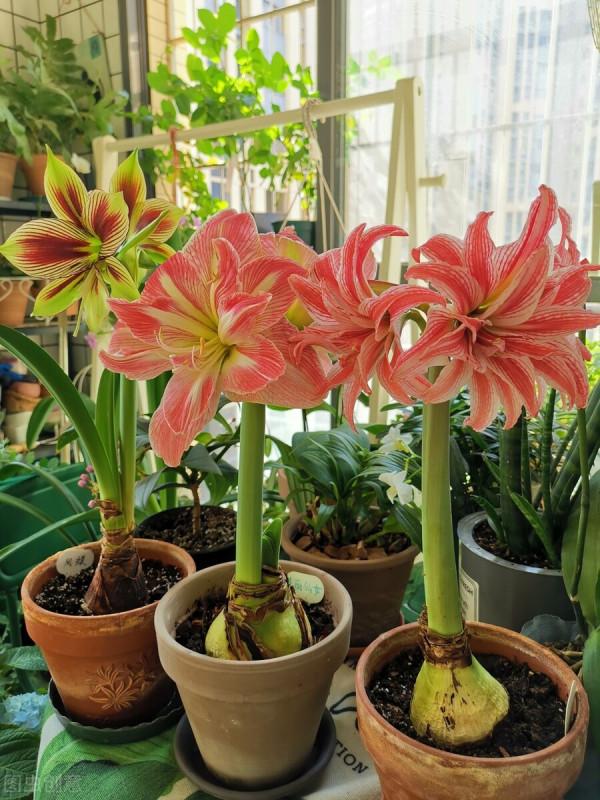 難怪朱頂紅不開花，這幾件事做不好，只能看葉子