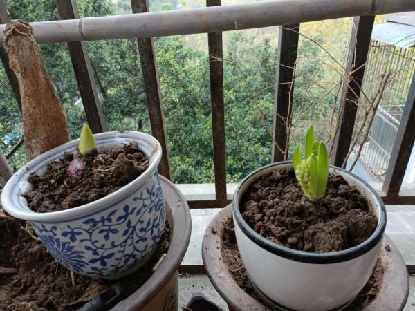 風信子會不會凍死