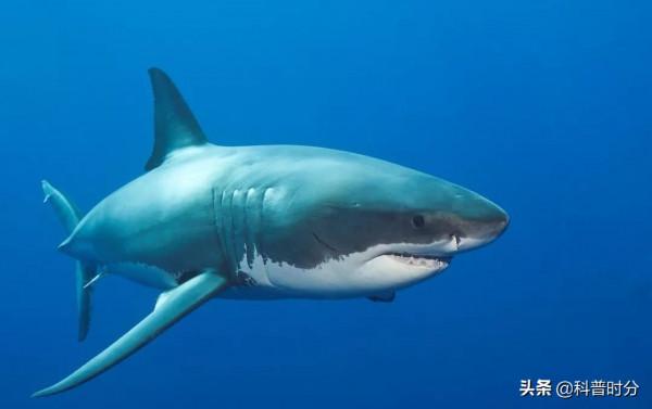 不同動物眼中的世界，看完你還相信我們看到的世界才是真實的嗎？