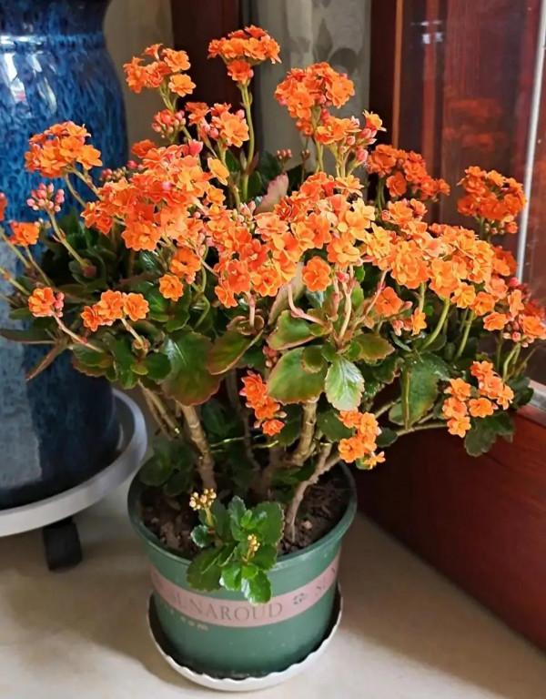 家裡的花只長葉不開花?快速自制高磷“促花肥”,3天就能用 家裡的花只長葉不開花?快速自制高磷“促花肥”,3天就能用