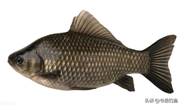 冬釣鯽魚用什麼鉤？袖鉤海夕都不是最好的選擇！選對鉤形才是王者