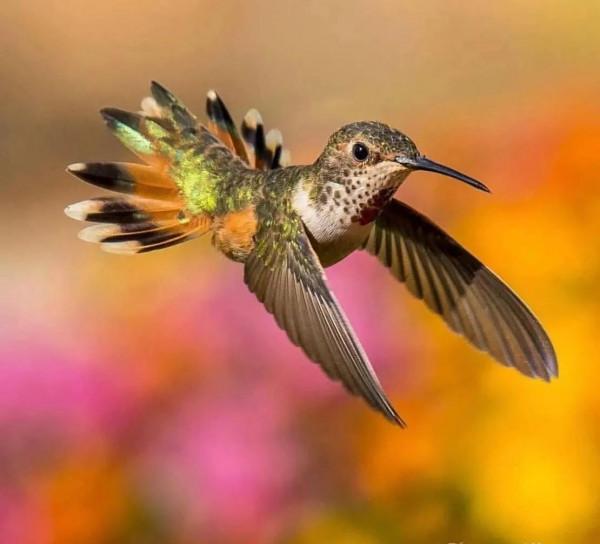 這樣的鳥圖，誰不想擁有？