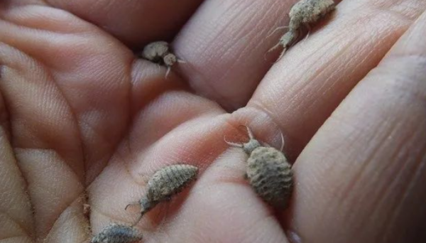 春節版蘆山話欣賞，看得懂的笑安逸