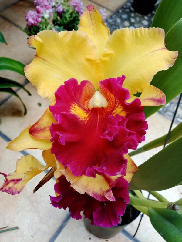 #陽臺小花園#又添新品種