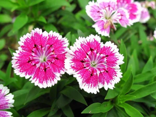 分享圖片&mdash;&mdash;漂亮的石竹花開