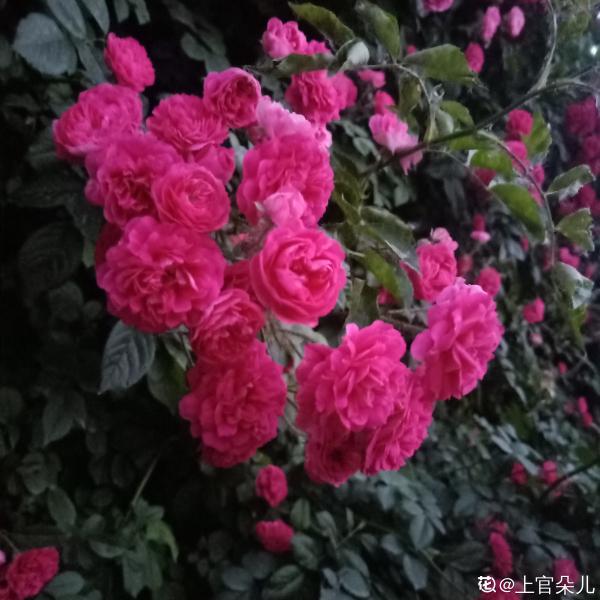 想打造花海瀑布，養1種花就夠了，開花爬滿整面牆