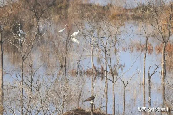 喜迎冬奧慶新春！美麗天鵝現身房山大石河！