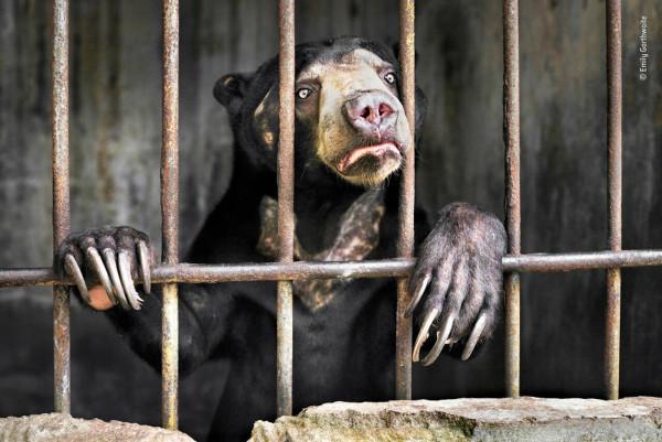 2018年度最佳野生動物攝影作品圖集