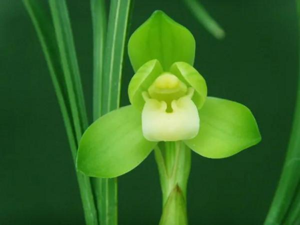 你喜歡蘭草花麼