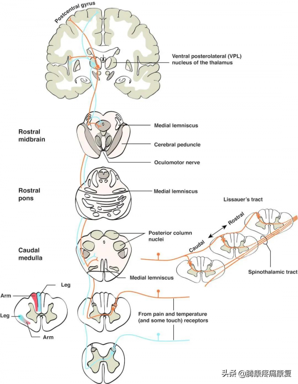 神經受壓產生的不只有疼痛,還有情緒和精神的改變 神經受壓產生的不只有疼痛,還有情緒和精神的改變