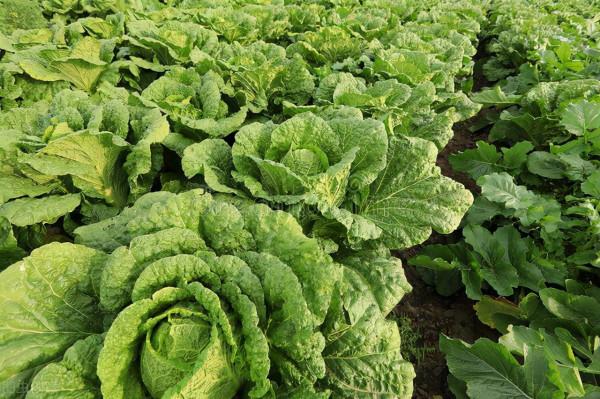 寒潮來襲！農作物應如何防寒抗凍？這三點是果樹、蔬菜防凍關鍵