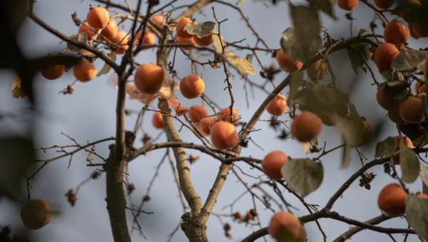 高新的秋天,每一張都是桌布! 高新的秋天,每一張都是桌布!