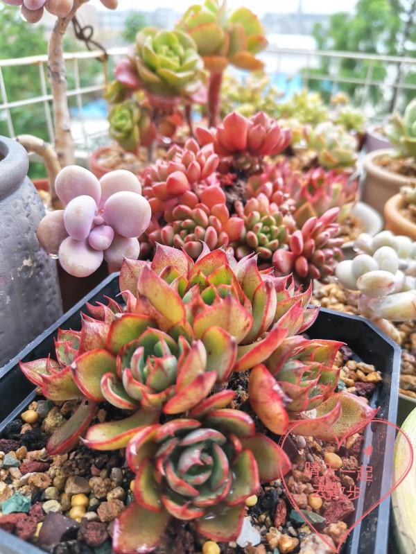 為什麼我們那麼喜歡多肉 為什麼我們那麼喜歡多肉