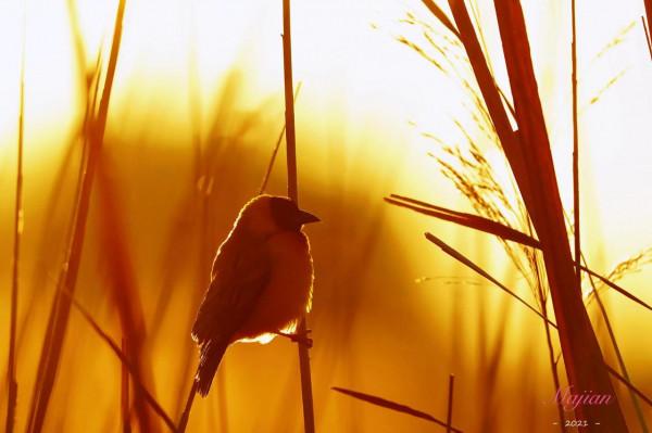 照片故事～霞光鳥影