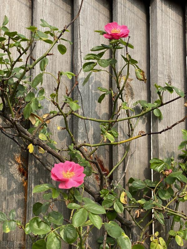 月季休眠有3個特徵，出現這3個特徵時，應該及時去做4件事