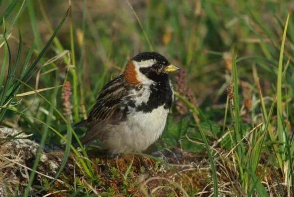 “打”鐵雀兒 “打”鐵雀兒