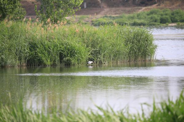 科普 | 似雞非雞的秧雞——黑水雞與骨頂雞 科普 | 似雞非雞的秧雞——黑水雞與骨頂雞