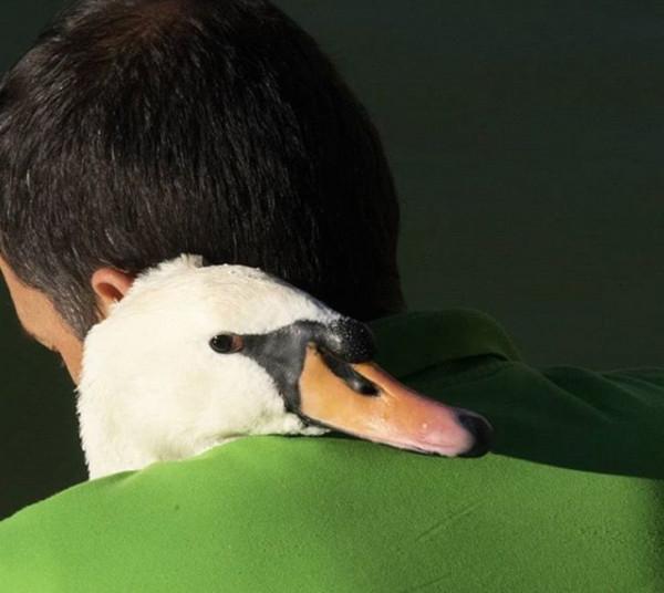 土耳其老爺爺和天鵝有了一段長達37年的友情，天鵝也懂得感恩