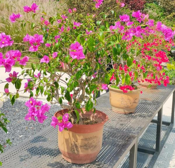 觀賞精品杜鵑 觀賞精品杜鵑