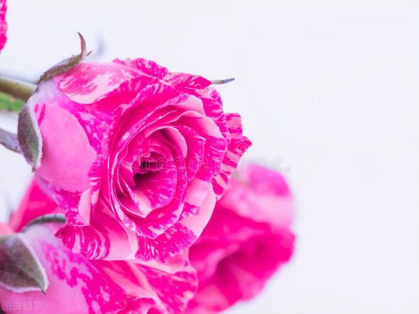 鮮切花中的“5美人”，都可以盆栽養殖，養好了，鮮花自由