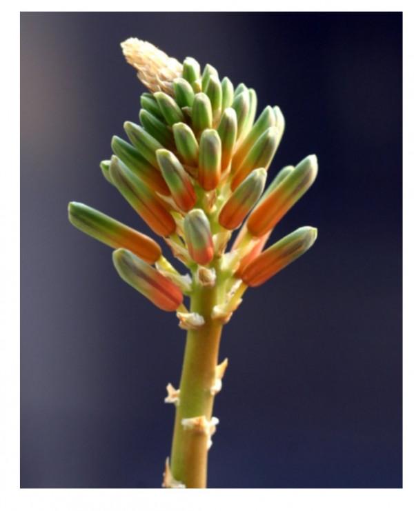 今天我特想唯心一次了